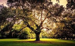 Photo-arbre-Soins-p..jpg